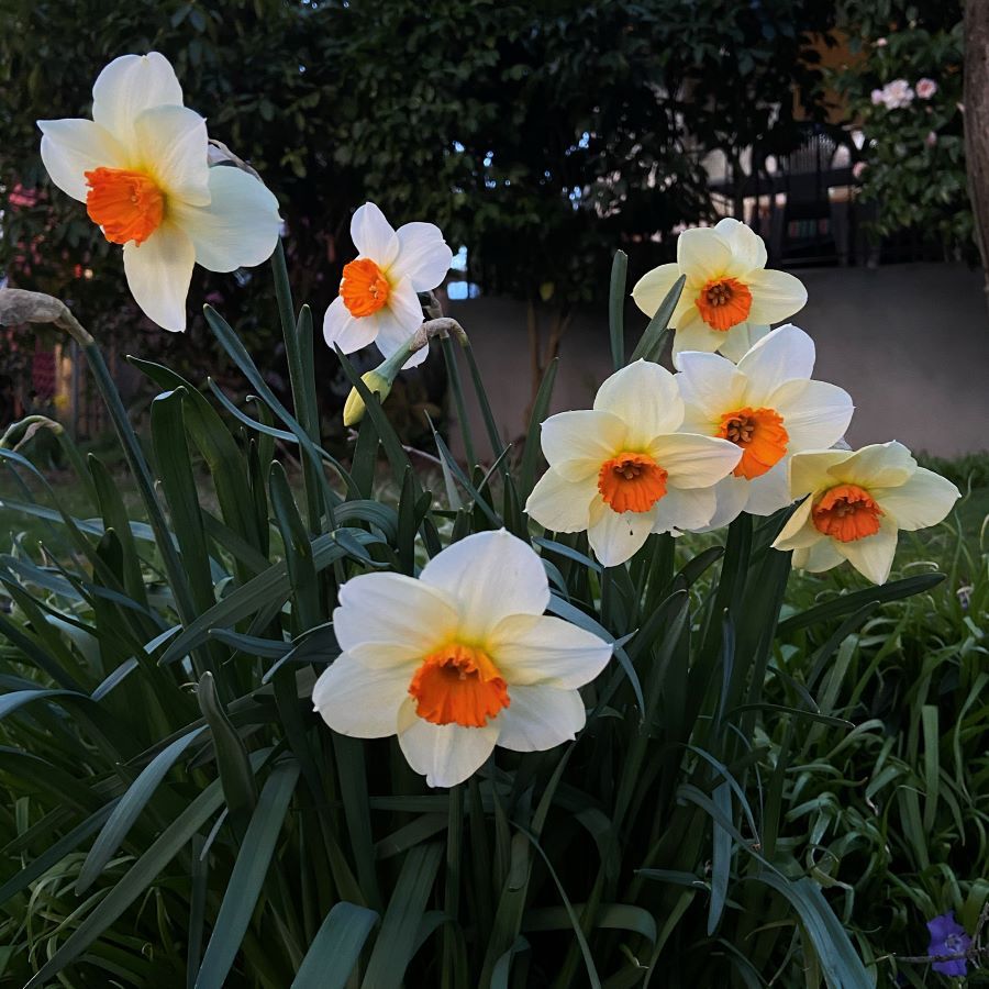 Spring flowers 3 Spring flowers 3