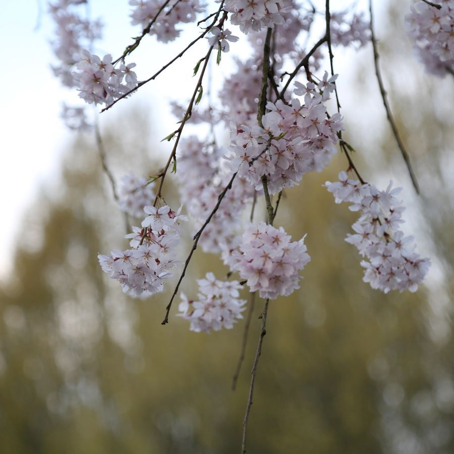 Spring flowers 4 Spring flowers 4