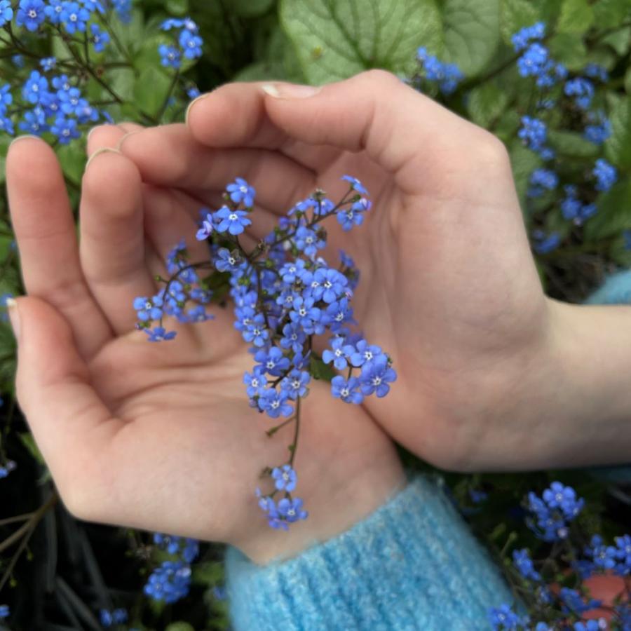 Spring flowers 5 Spring flowers 5